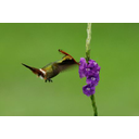 Kolibri (cc von Billtacular) Bild anzeigen