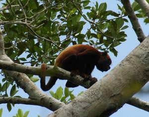 Roter Bruellaffe: cc von rrriles