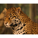 Jaguar: Wikipedia (cc von cBurnett) Bild anzeigen