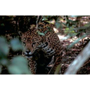 Jaguar: Wikipedia (Public Domain von Gary M. Stoltz) Bild anzeigen