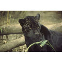Schwarzer Jaguar: Wikipedia (Public Domain von Ron Singer) Bild anzeigen