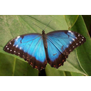 Blauer Morphofalter - Oberseite (gemeinfrei von bilboq) Bild anzeigen
