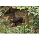 Tapir (cc von Wetchman) Bild anzeigen