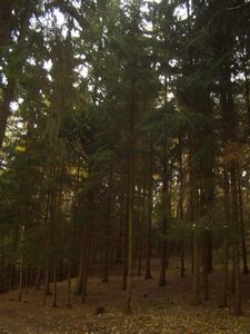 Wald in Gallneukirchen