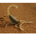 Skorpion von Lisa de Vreede (cc) Bild anzeigen